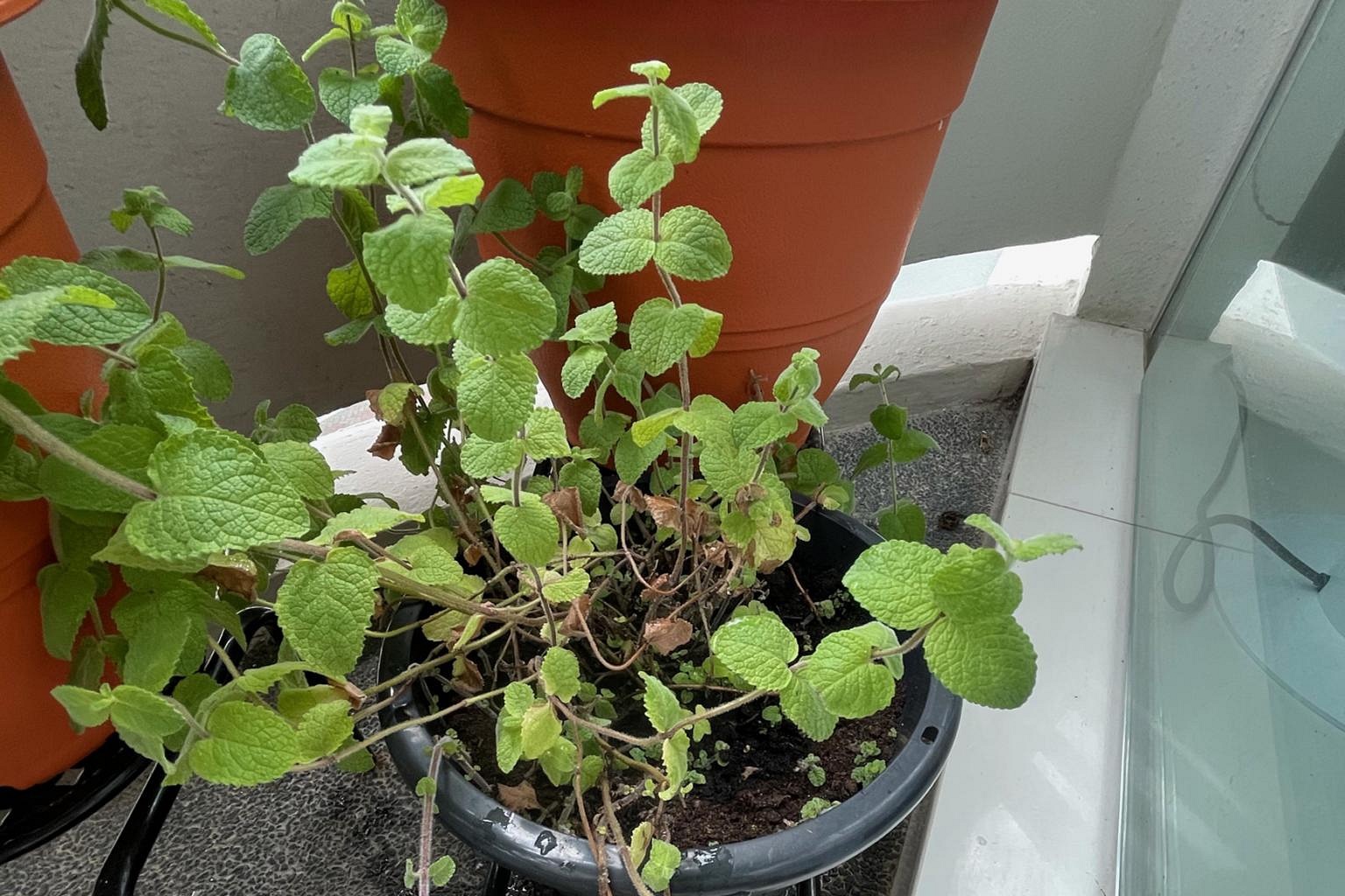 Root Awakening: Pruning The Coleus, Wilting Fig Plant And Turf Turning ...