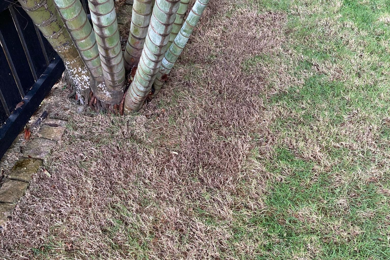 Root Awakening: Pruning The Coleus, Wilting Fig Plant And Turf Turning ...