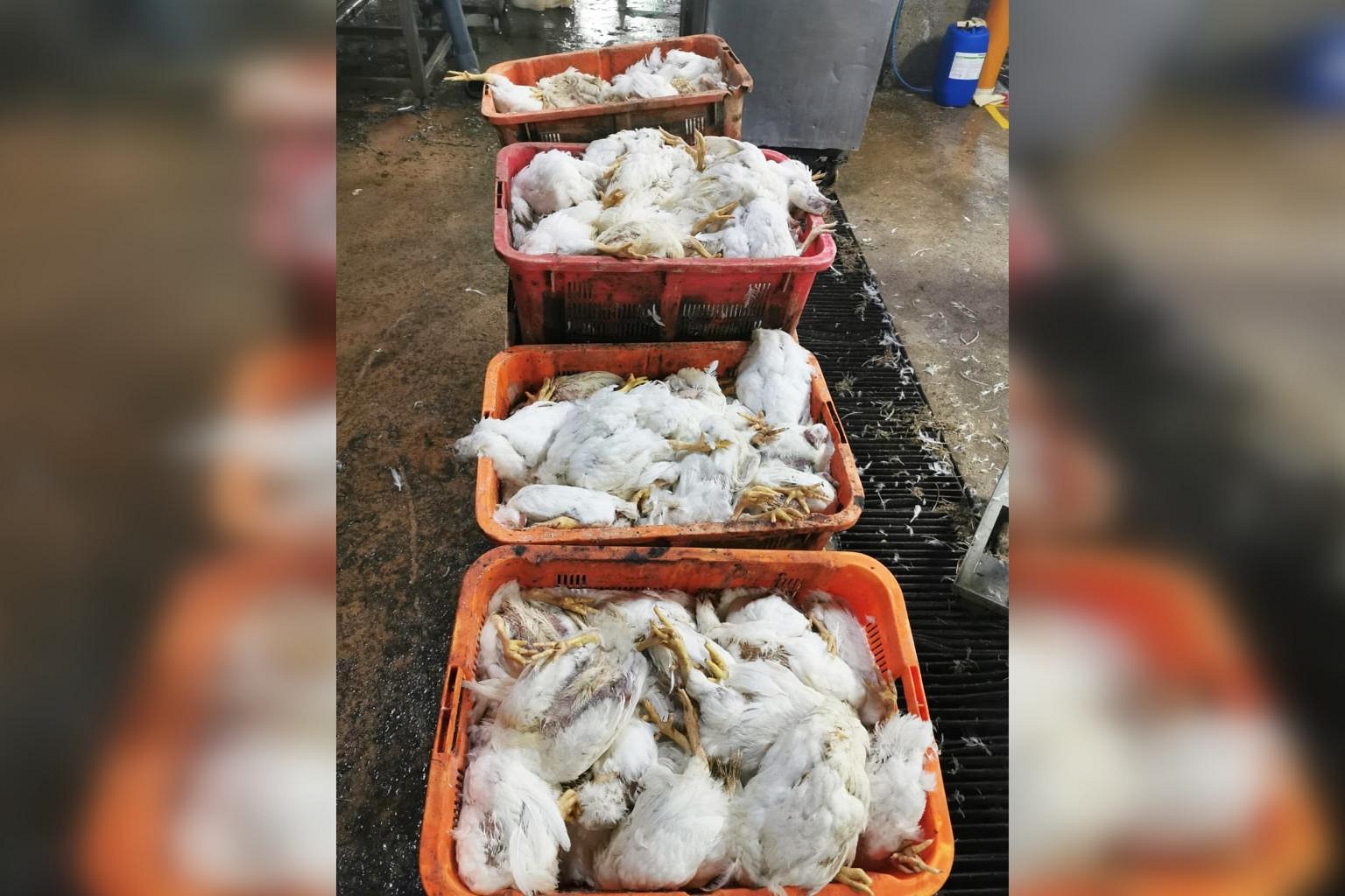 Thousands of chickens die in transport following delays at Tuas ...