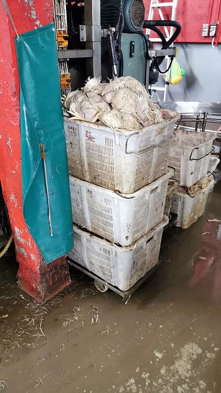 Mr Oh Wei Chiat, chief operating officer of Boong Poultry, said that he has about four to five trucks of chickens coming into Singapore from Johor Baru almost every day. He added that about 200 to 300 chickens, or 6 per cent to 10 per cent of the chi