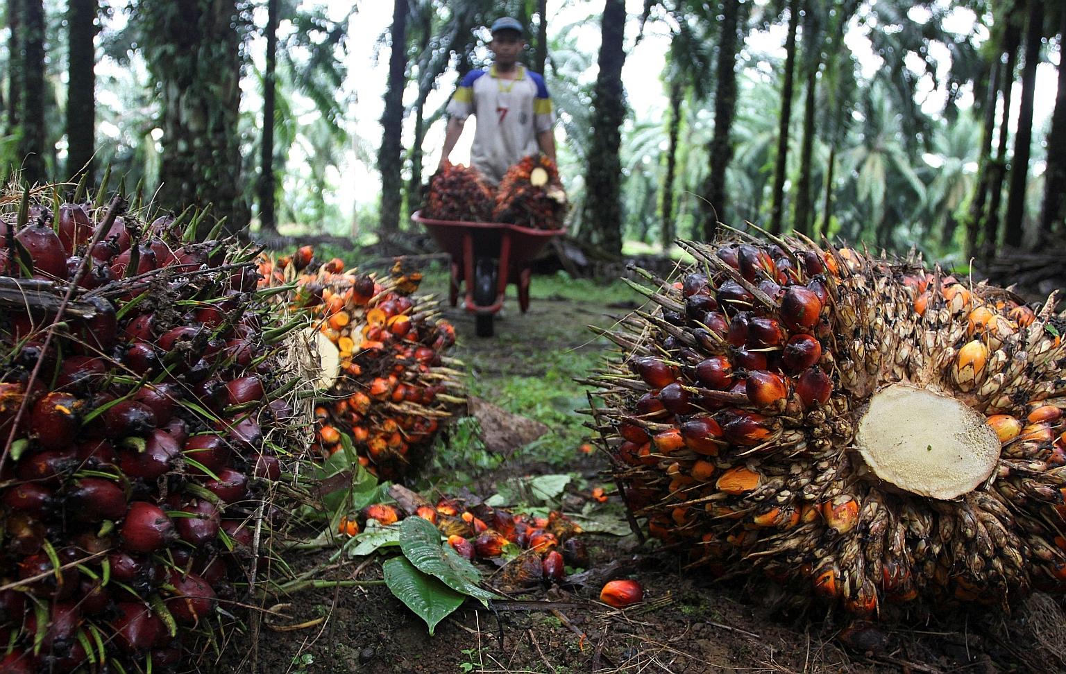 A worker collecting palm fruit at a plantation in Langkat regency, in Indonesia's North Sumatra province. Indonesia has steadily increased the portion in its biodiesel mandate derived from palm oil, but activists and consumers have blamed palm oil pr