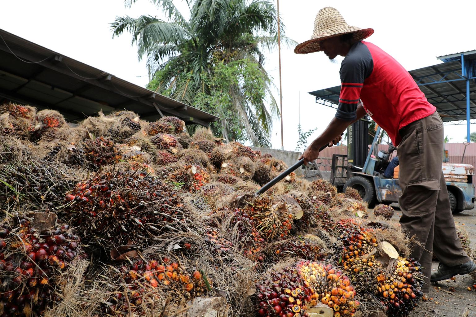 A worker arranging oil palm fruit at a factory in Tanjung Karang, Malaysia, last year. Malaysia and Indonesia control nearly 85 per cent of global production of palm oil - a ubiquitous commodity used in everything from cereal to soap.