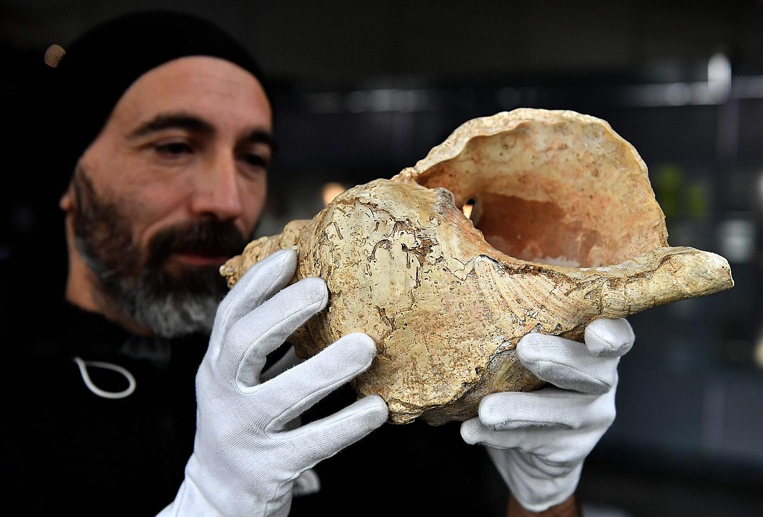 A Charonia lampas trumpet shell, unearthed in 1931 at an archaeological dig in the Pyrenees and then forgotten, being displayed at the Museum of Natural History in Toulouse, France, on Wednesday. Scientists believe the ancient conch, from a species o