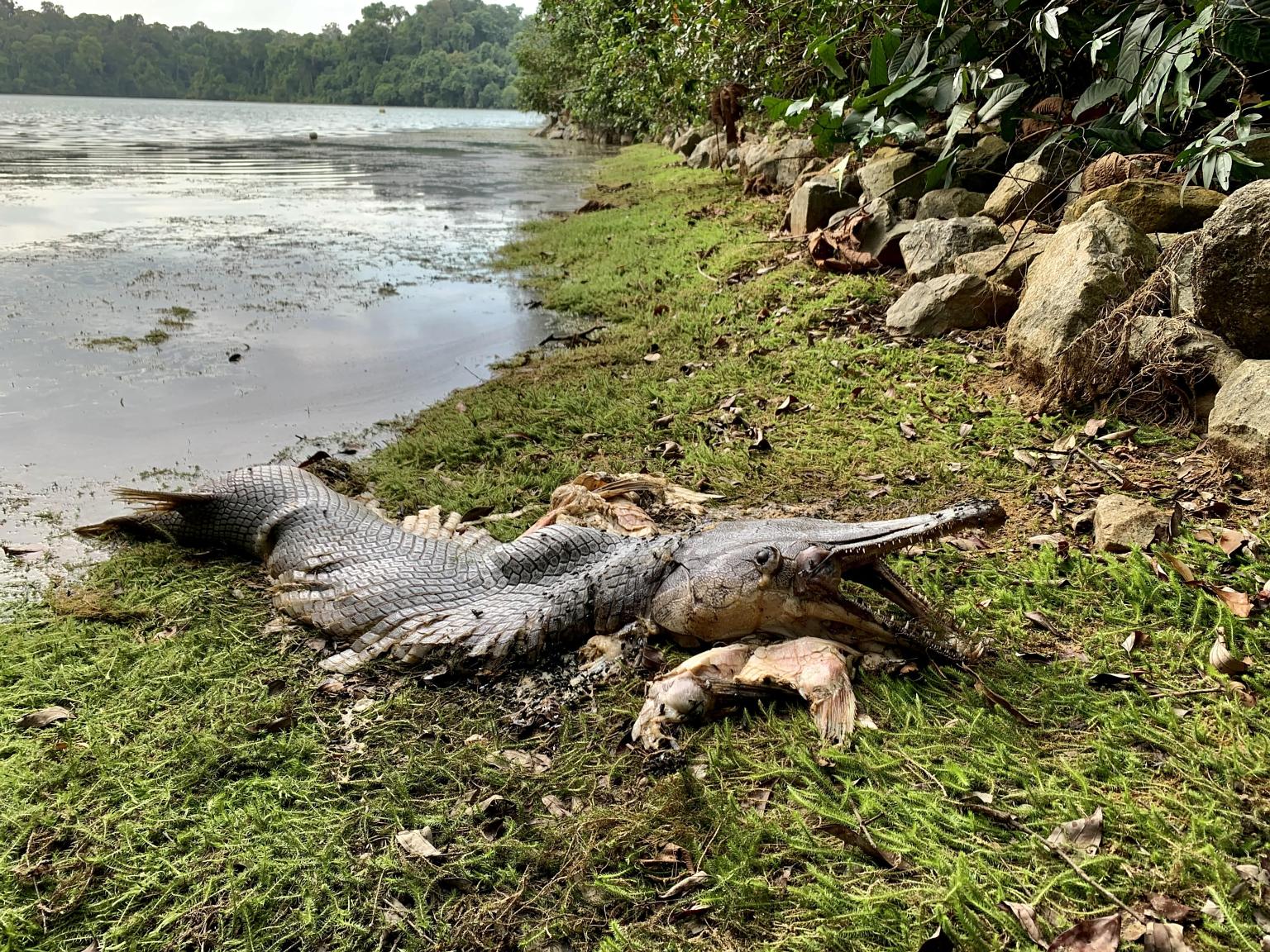 The rotting carcass of an alligator gar at MacRitchie Reservoir on Sunday. The fish, which is native to North America and can grow to a length of 2.5m, is "rather common" in local fish shops where juveniles of around 20cm are sold. Under the Public U
