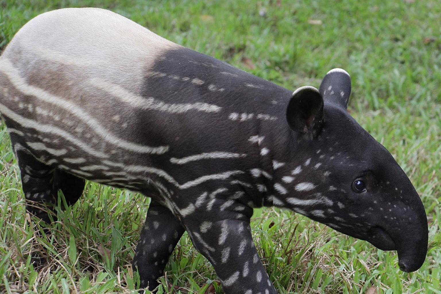 Nearly 400 animals born in 2020, including first Malayan tiger cubs in ...