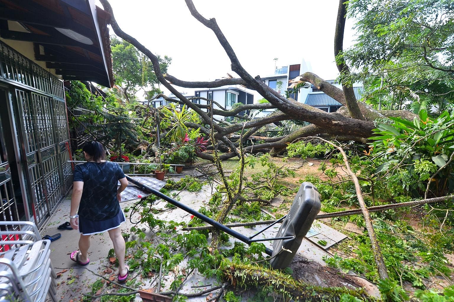 A rain tree, believed to be more than four storeys tall and over 50 years old, fell at Kismis Court condominium in Toh Yi Road off Bukit Timah on Monday night. Residents of the condominium were woken up by a loud crashing noise as the tree fell on so