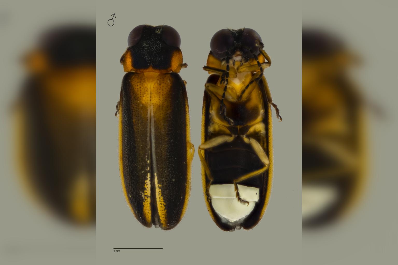 New firefly species found, first such discovery here in more than