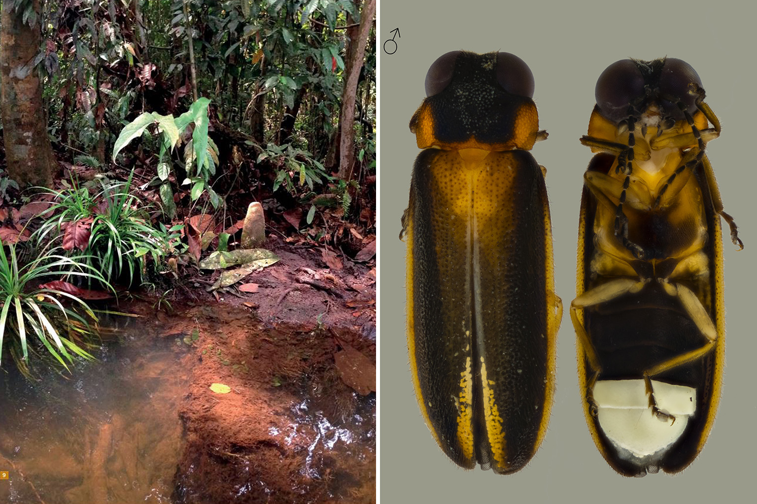 Nee Soon Swamp Forest (left), where the Luciola singapura (below) was discovered, is the last remaining freshwater swamp forest in Singapore. It is located within the Central Catchment Nature Reserve, which is a protected area. PHOTOS: NPARKS, WAN F.
