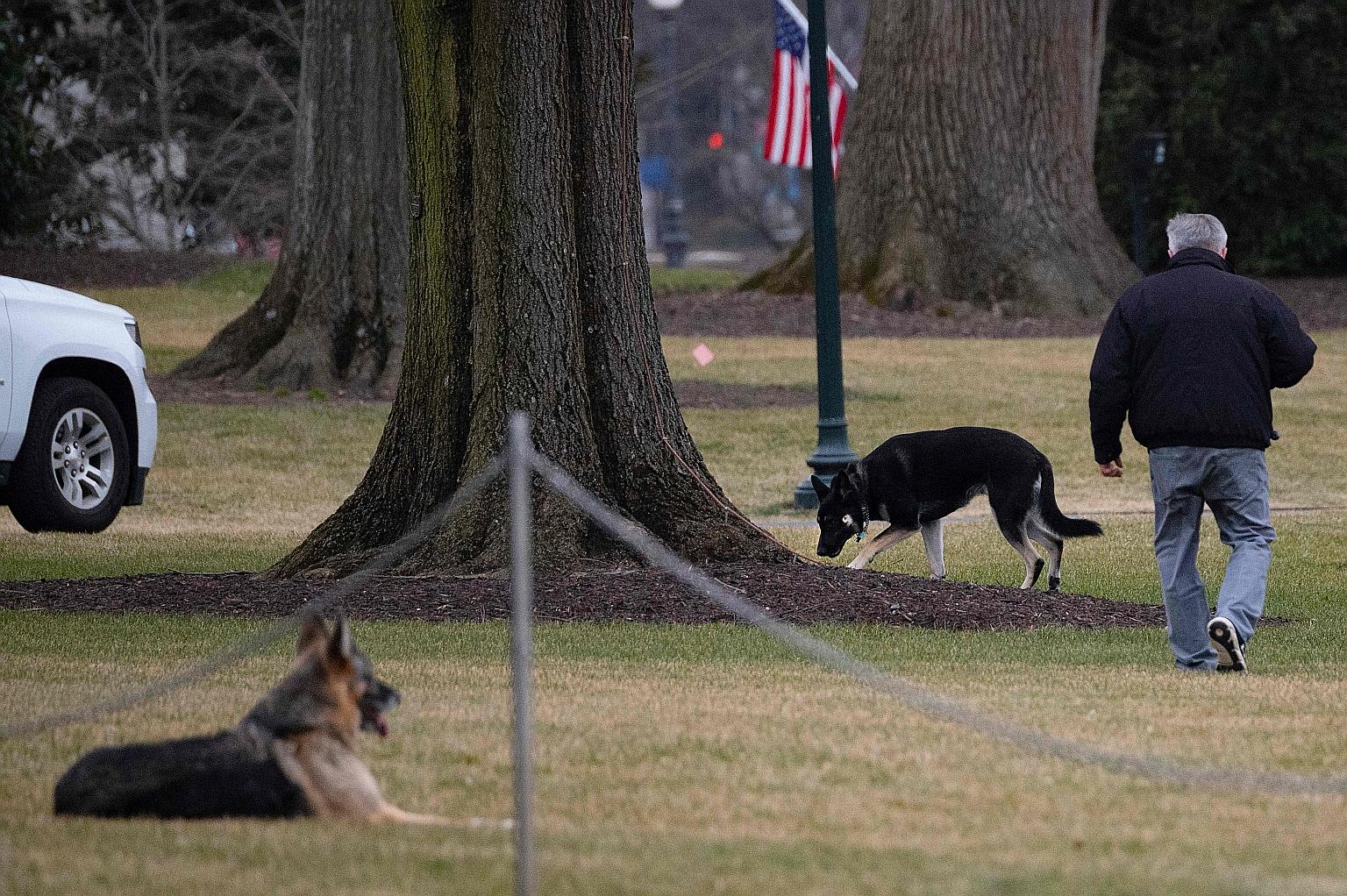 A January photo of Champ and Major on the South Lawn of the White House. The two German Shepherds have been sent back to President Joe Biden's family home in Delaware. PHOTO: AGENCE FRANCE-PRESSE