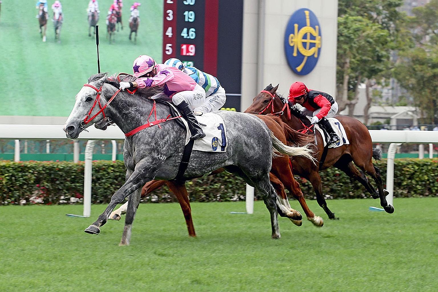 The grey Hot King Prawn has the class edge as the highest-rated horse in Race 7 today. He won the Group 1 Centenary Sprint Cup last start.