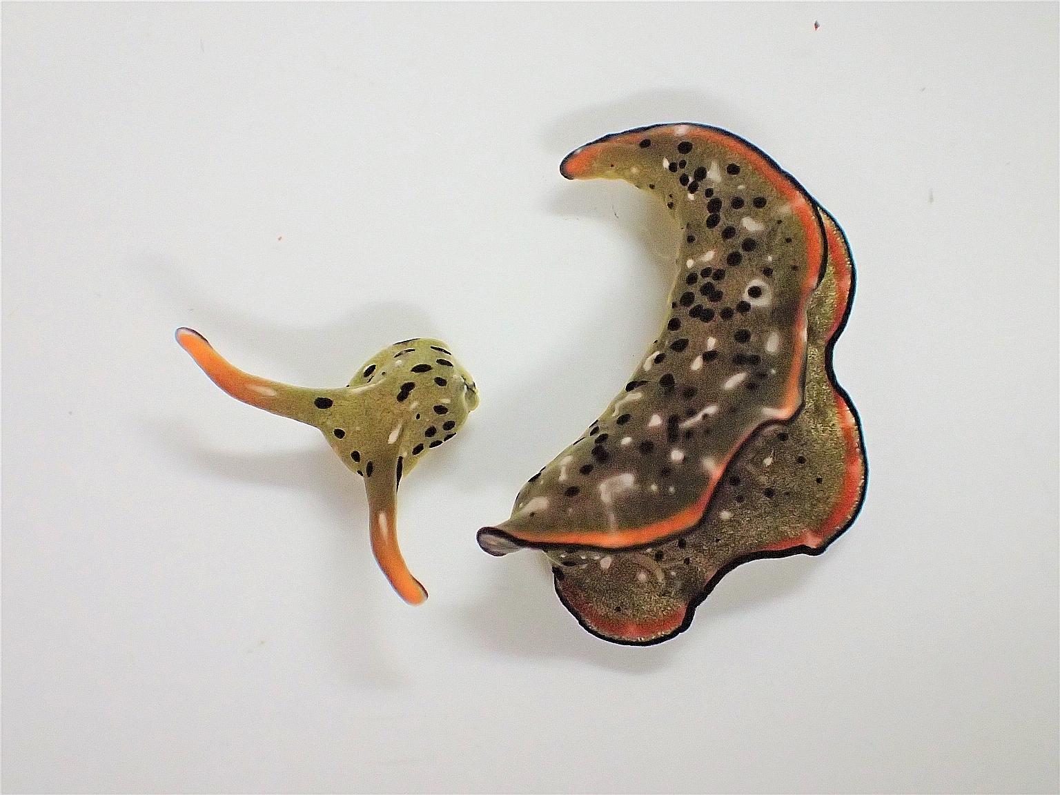 A sacoglossan sea slug, seen here with its self-decapitated head, after shedding its body. The mechanism is believed to be an extreme method for the organism to rid itself of parasites, researchers Sayaka Mitoh and Yoichi Yusa wrote in a study publis