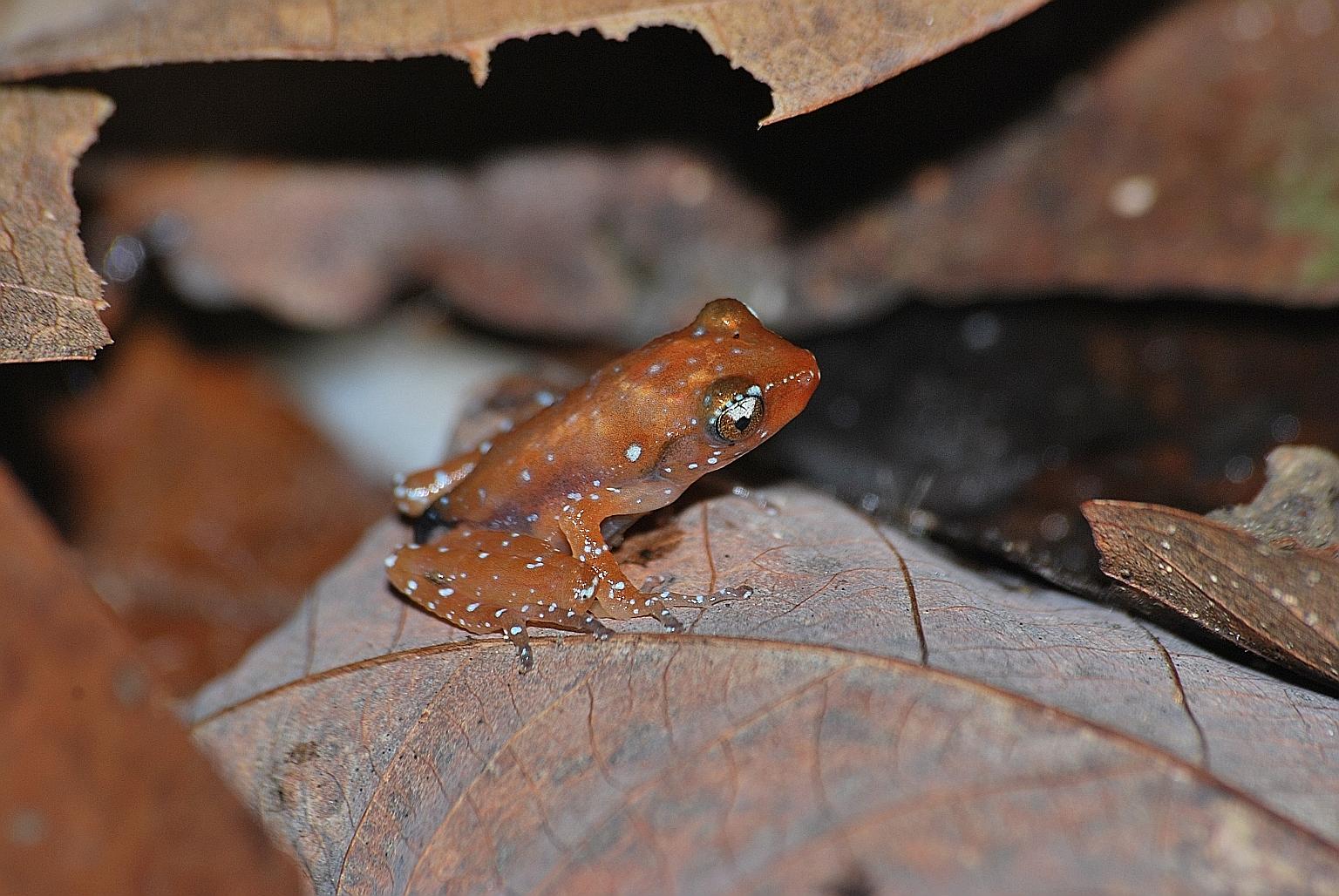 The cinnamon bush frog is believed to have been widespread in Singapore's primary rainforests in the past. PHOTO: HUANG JIAJUN