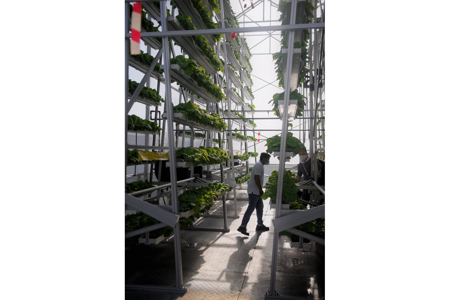 Sky Greens' vertical vegetable farm in a greenhouse in Lim Chu Kang. Sky Urban Solutions, the firm that runs the farm, yesterday launched a new micro-farm solution that combines aquaculture, vertical vegetable farming and freight container spaces tha