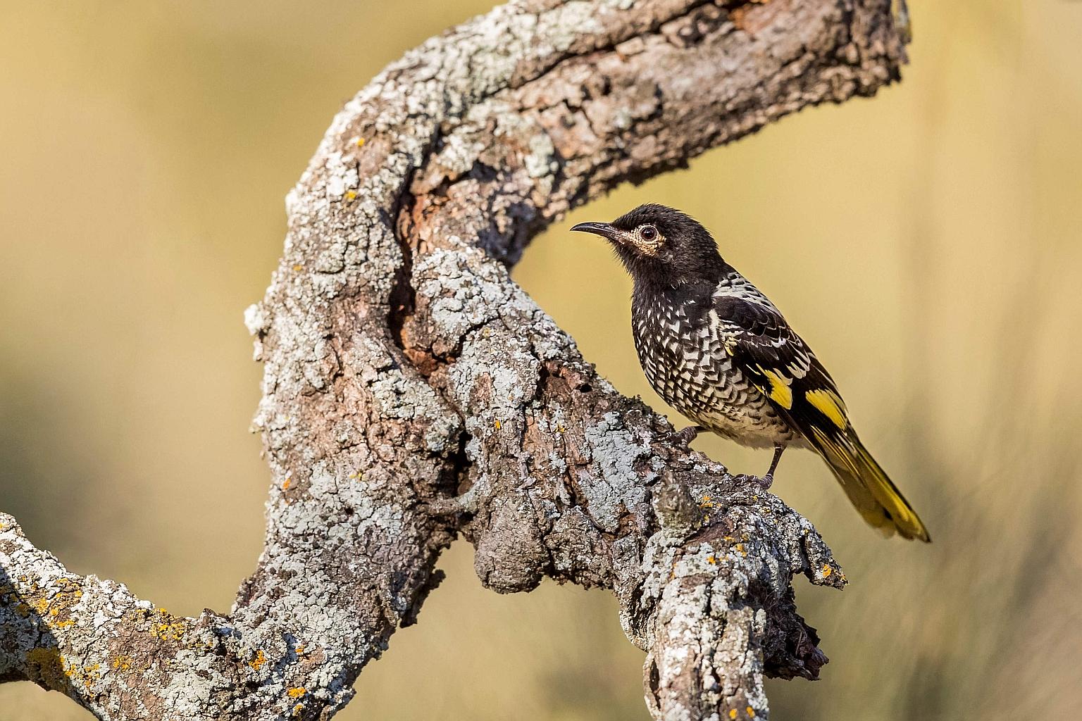 A rapid decline in the rare regent honeyeater songbird means its young are struggling to learn mating calls as adults disappear, according to researchers.