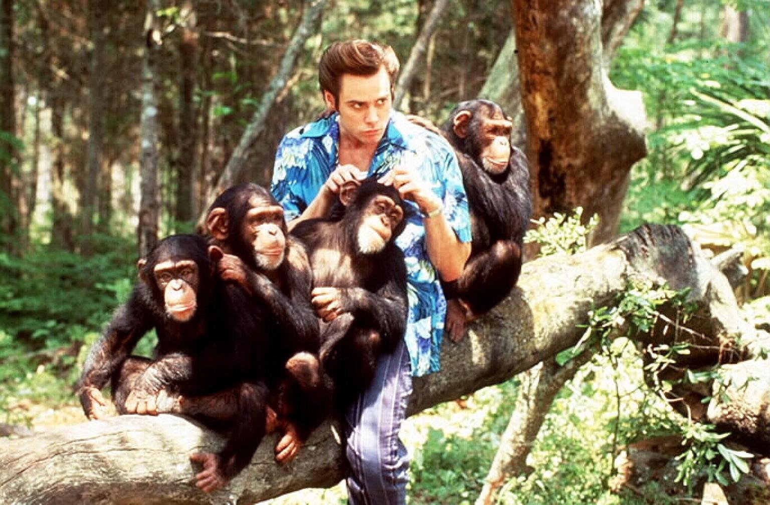 There is no word yet on whether Jim Carrey (left), who starred in the first two Ace Ventura movies, will be back for the third instalment.