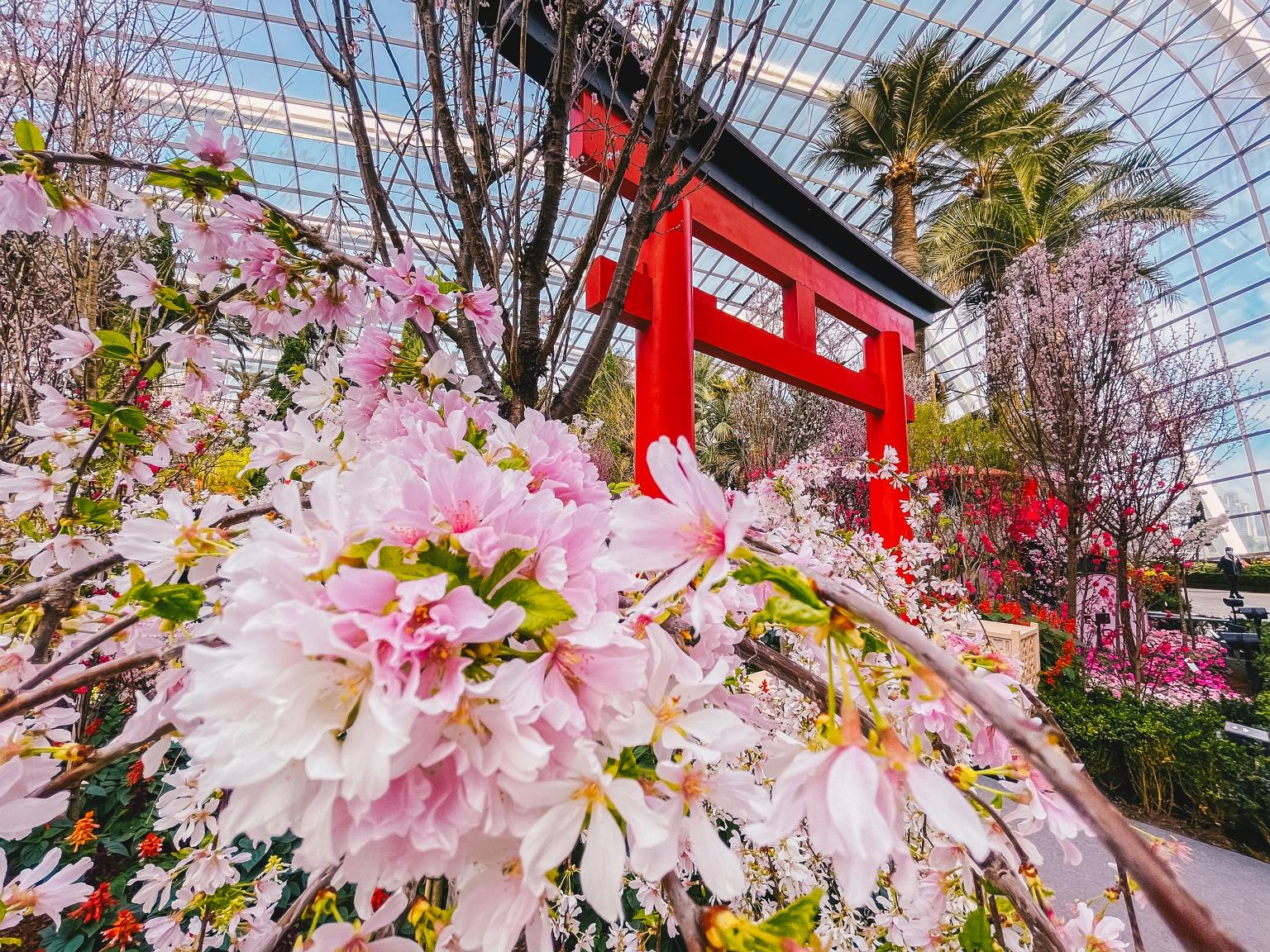 The Sakura Featuring Hello Kitty display has been extended as the cherry blossom trees from Europe arrived only two weeks ago.
