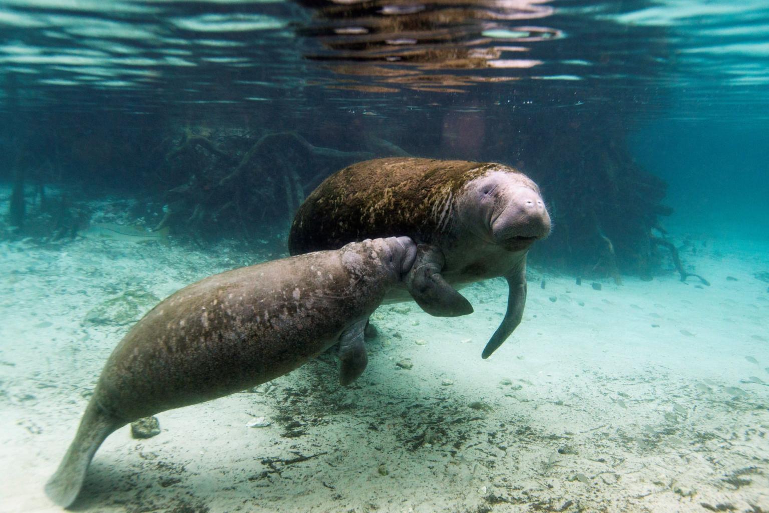 Manatee Exploding US authorities probing alarming spike in manatee deaths | The Straits Times