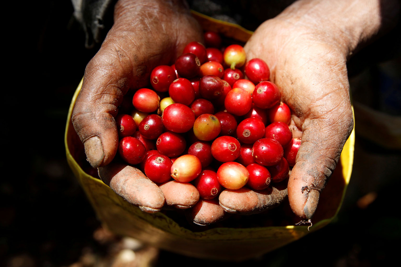 The current lower coffee inventories mean there is less of a buffer to cushion the expected decline in Brazil's crop, aggravating market tightness and lending continued support to prices, analysts say. PHOTO: REUTERS