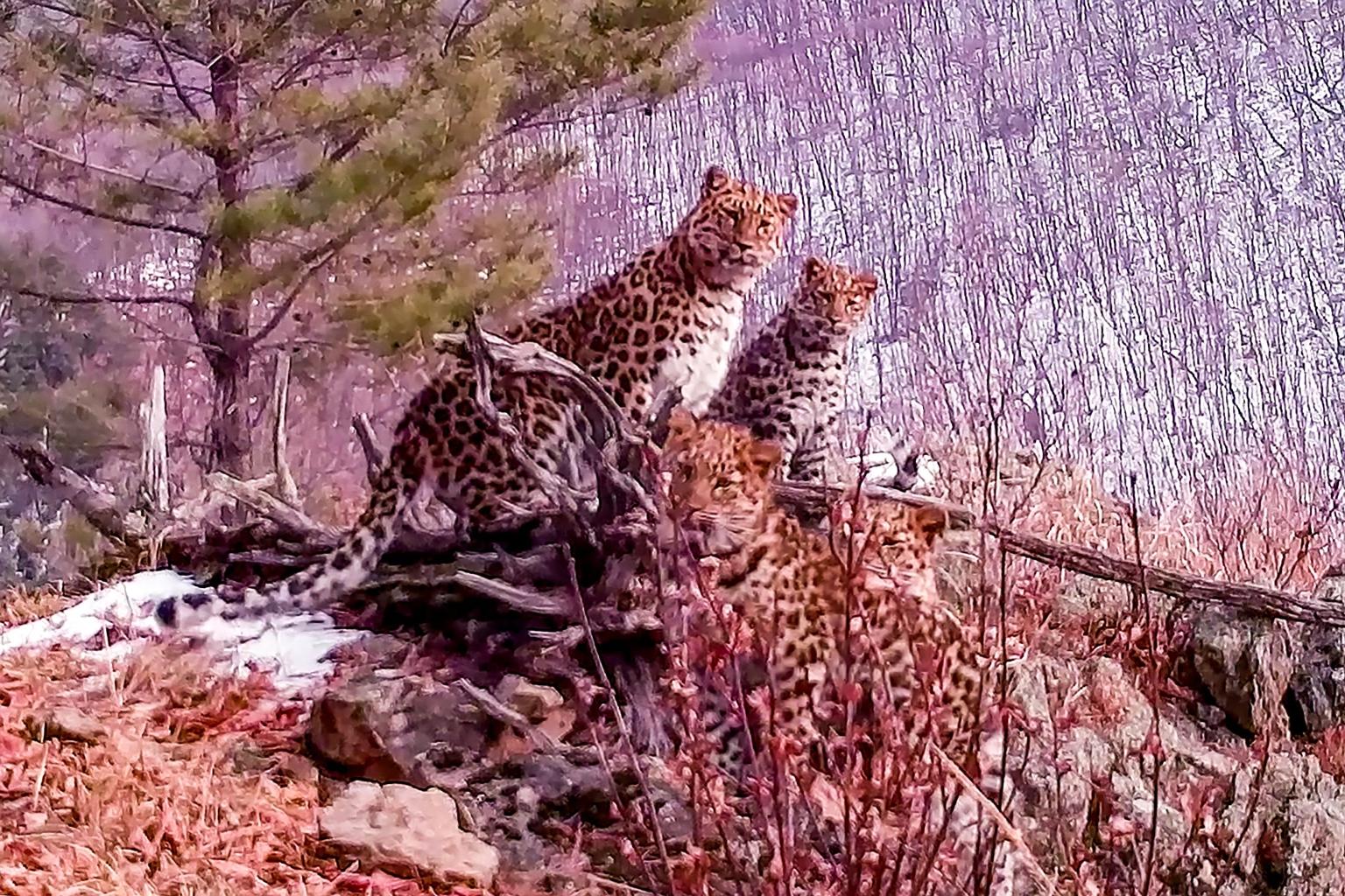 Video footage showing the feline family at the Land of the Leopard National Park in Russia's Primorye region.