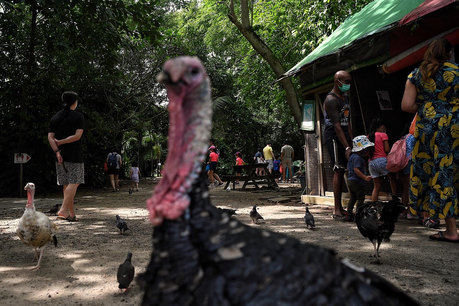 From left: Among the inhabitants at the Animal Resort were three geese, two of which are seen here, a grey crowned crane and a cassowary which had resided there since it arrived as a chick about 10 years ago. The cassowary was supposed to be exported