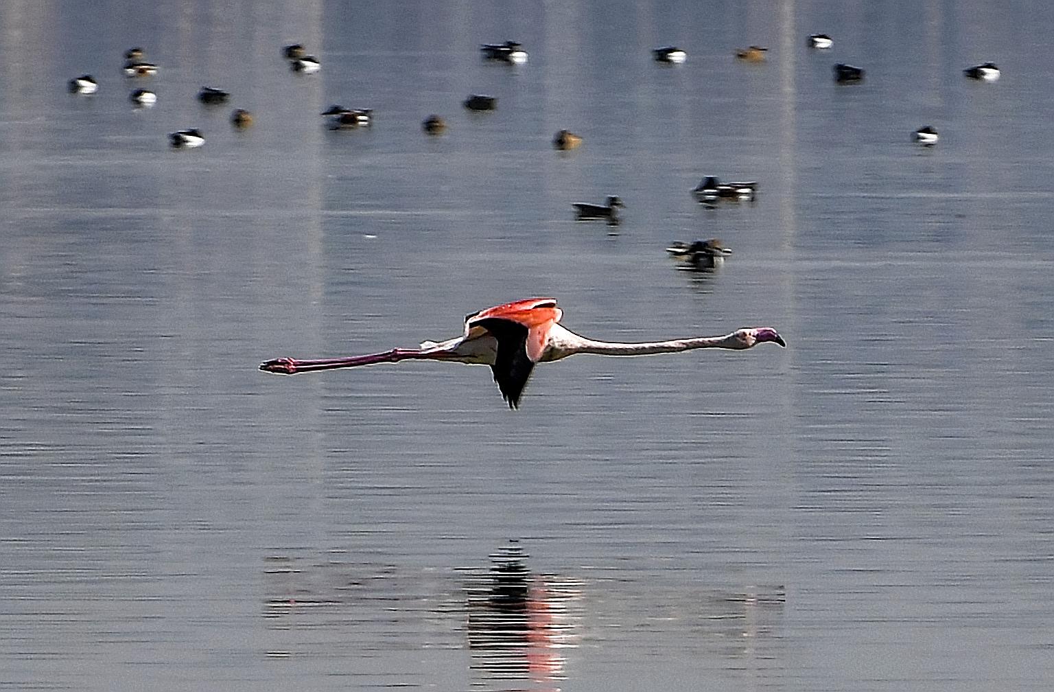 The Sijoumi lagoon in Tunisia's capital Tunis plays a vital role not only in absorbing the overflow of water during heavy rain, but also as a breeding ground for migratory birds that gather there at the end of winter. But it became a waste dumping gr