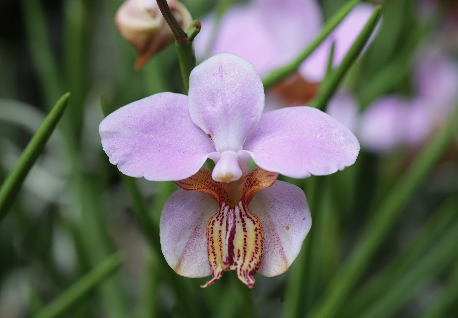 orchid tourism llc