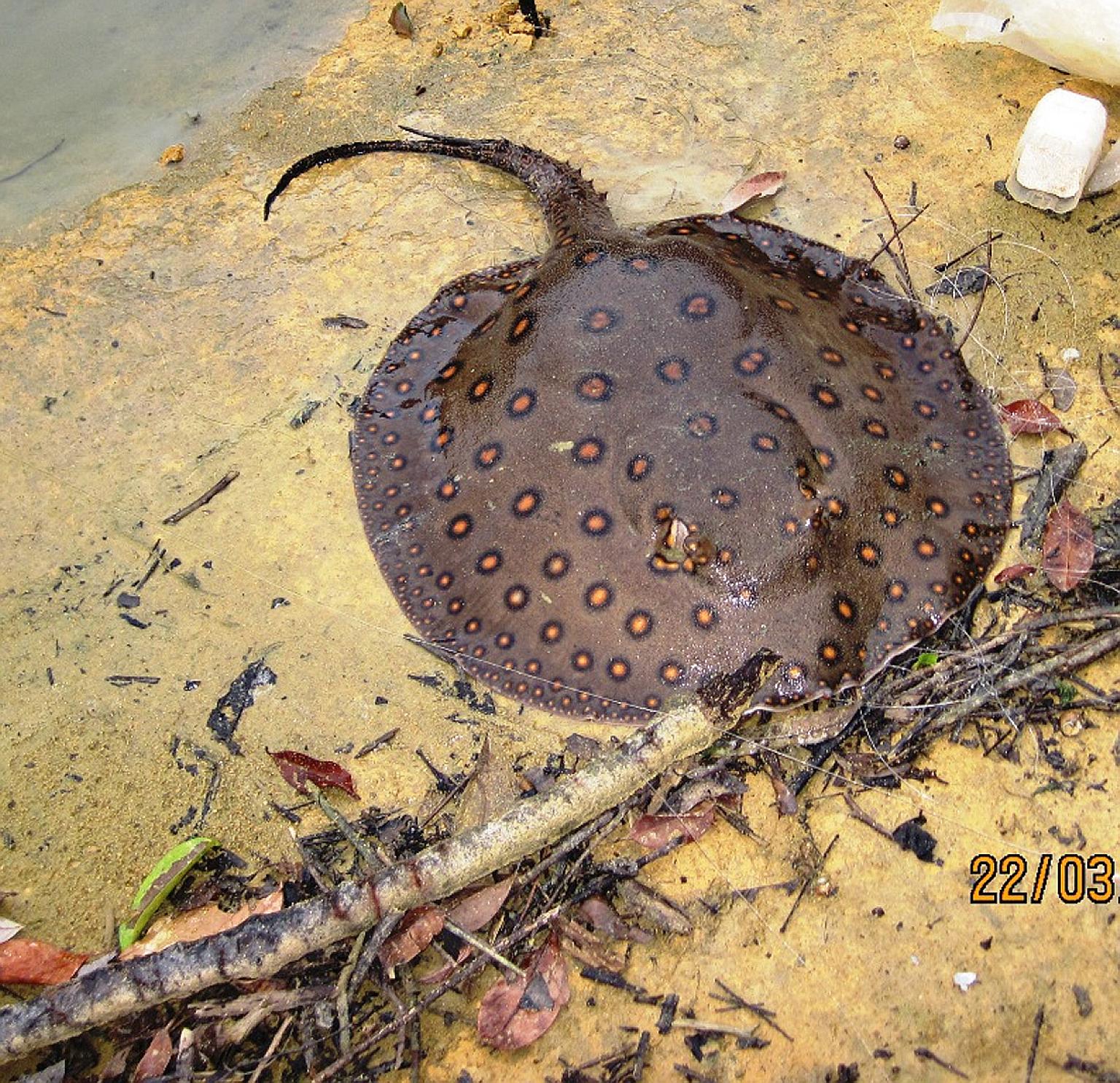 Stingrays, which use their barbed stings for defensive purposes, are commonly found in Singapore's shallow coastal waters and can be difficult to spot when buried under sediment. PHOTO: ST READER
