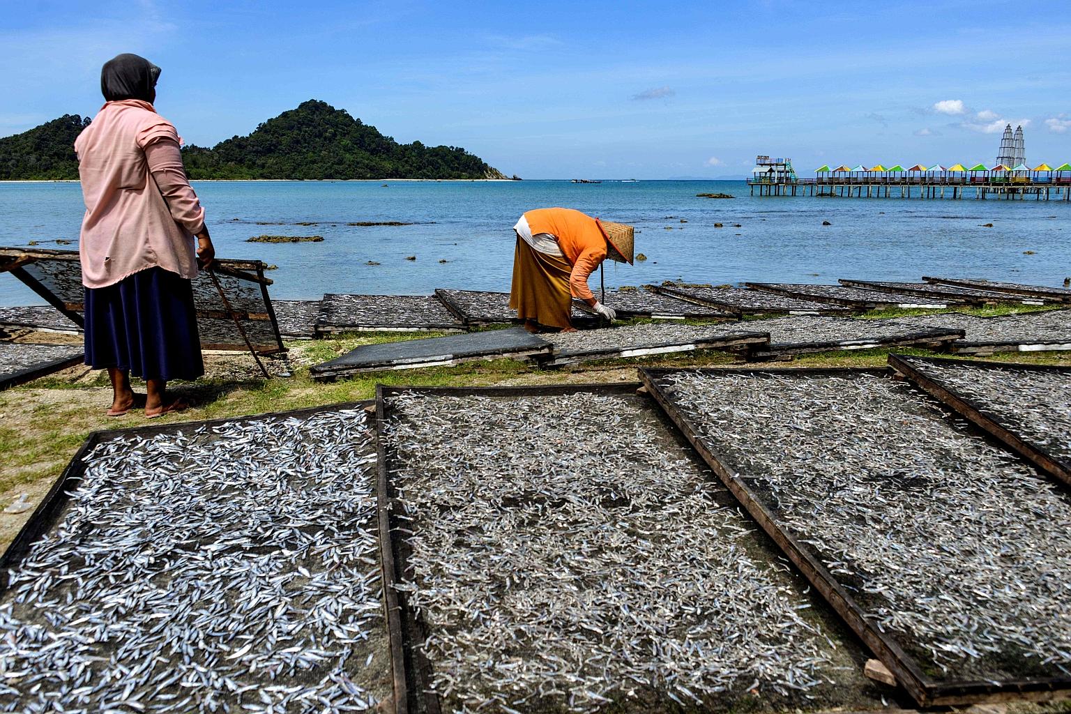 Women drying anchovies on Lhokseudu beach in Aceh province. Marine life in tropical waters declines when annual average sea temperature rises above 20 to 25 deg C, a study found. Worldwide, about 1.3 billion people live in coastal tropical areas, man