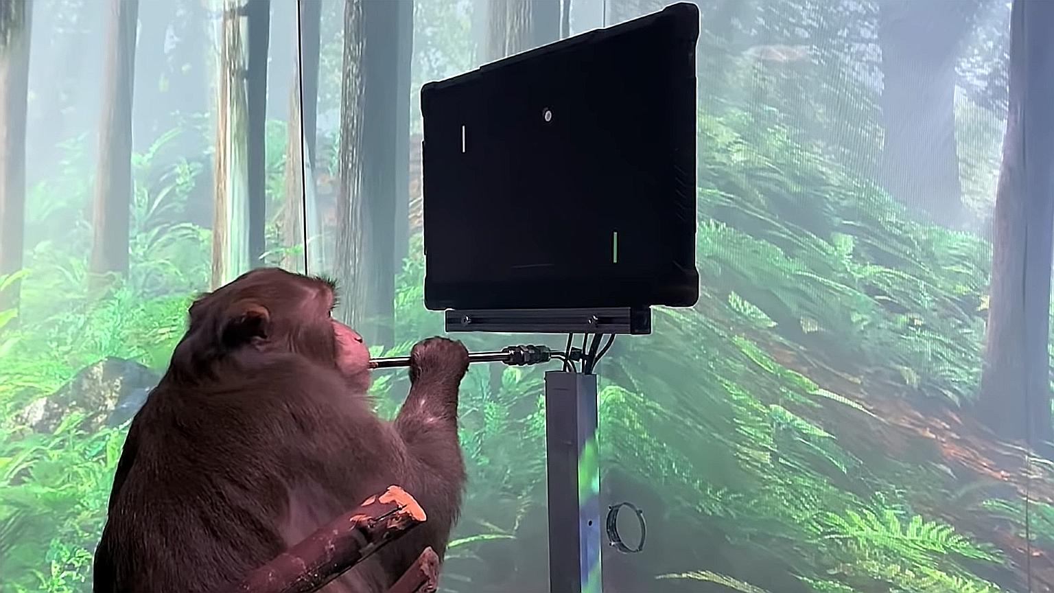 The video shows Pager, a nine-year-old male macaque with chips embedded in him, playing a video game with his mind, simply by thinking about moving his hand up or down to control the paddle. PHOTO: NEURALINK/YOUTUBE