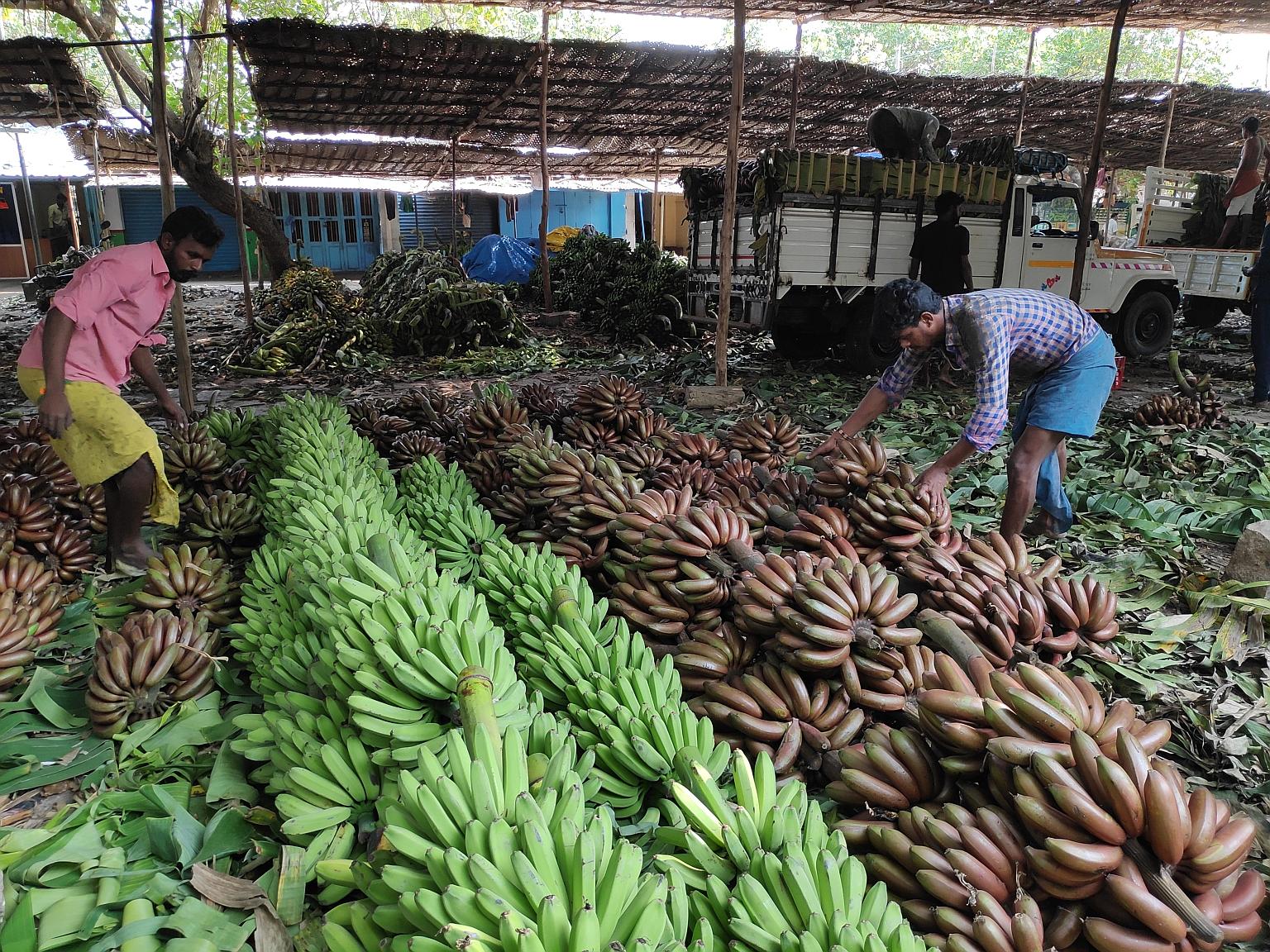 Bananas being readied for export in Tiruchirapalli wholesale market ahead of the Tamil New Year, which is being celebrated today. Demand for such fresh produce spikes during festive seasons as large traditional meals are cooked at home and restaurant