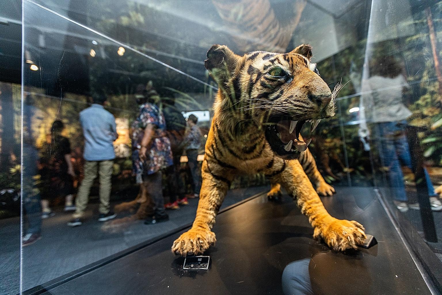 The exhibition Human x Nature at the National Library Building delves into Singapore's environmental history.