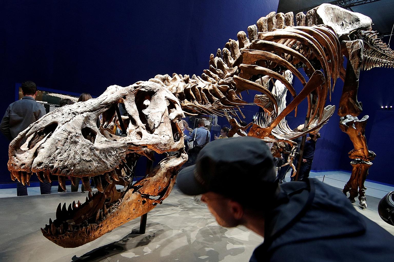 A 67 million year-old skeleton of a Tyrannosaurus rex nicknamed "Trix" on display at the French National Museum of Natural History in Paris in 2018. Researchers in the study published in the journal Science on Thursday calculated an average populatio