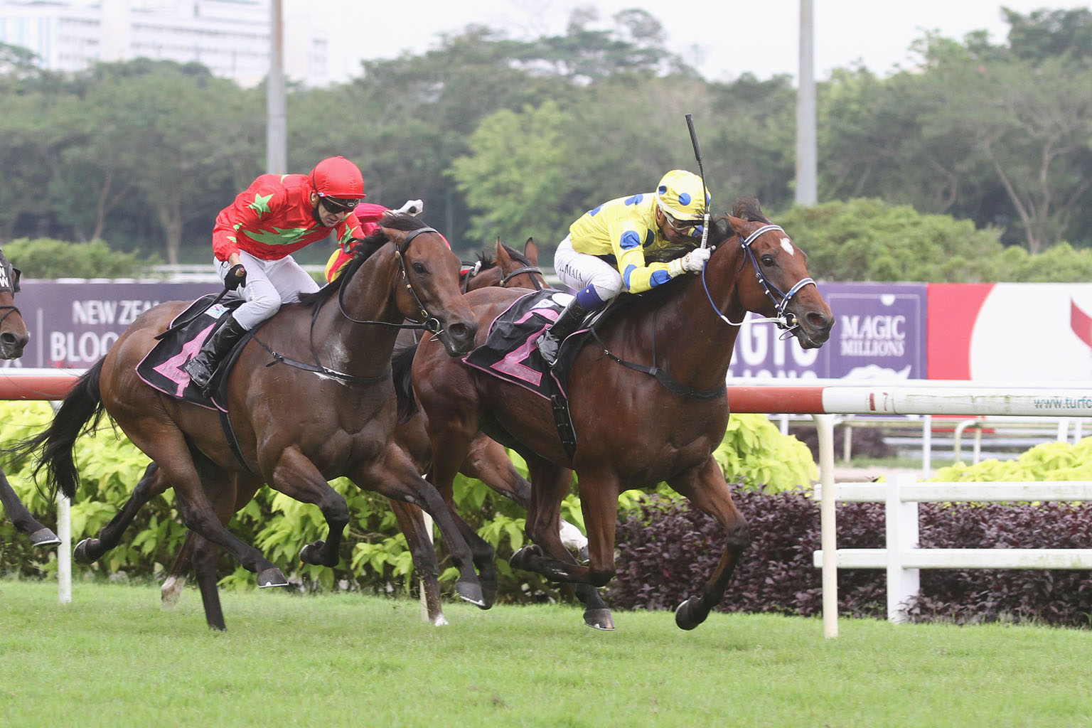Muraahib (right) in one of his three wins.