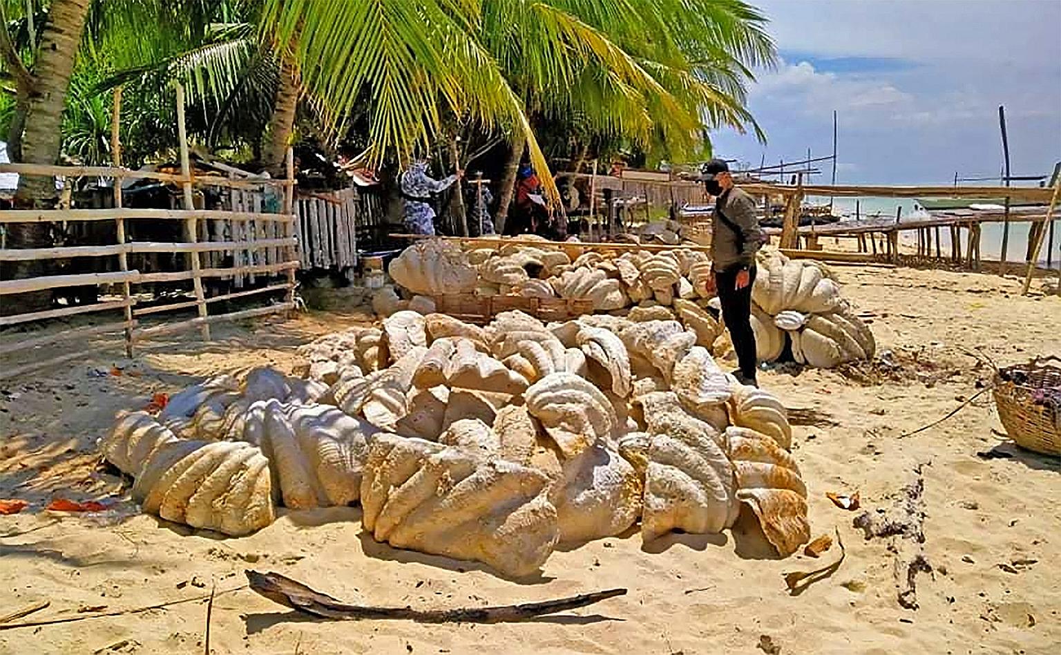 The giant clam shells, weighing a total of about 200 tonnes, that were seized in a raid at the remote Green Island in Palawan province on Friday. Giant clam shells have been used as a substitute for ivory after a global crackdown in the trade of elep