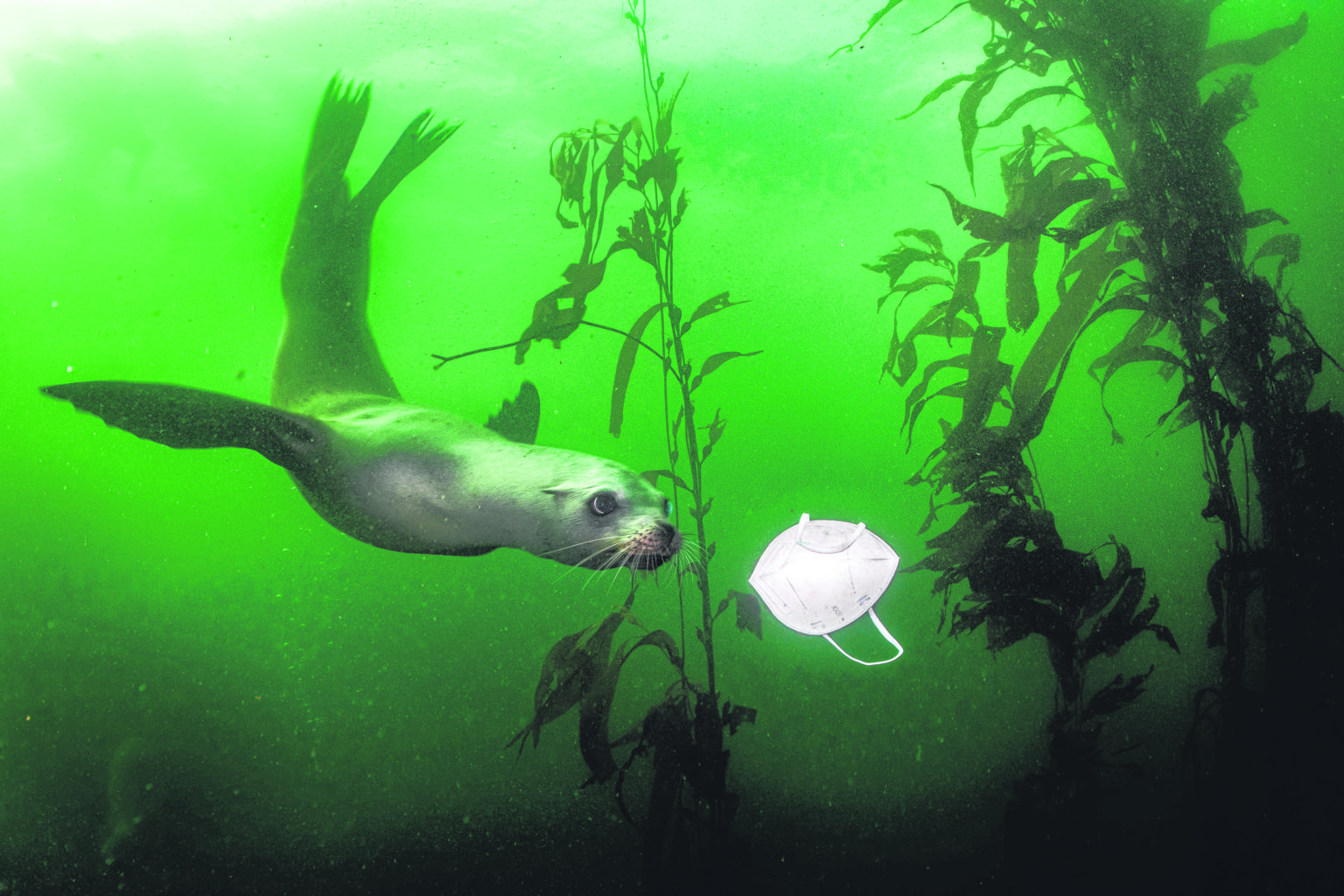 This picture of a curious California seal swimming towards a discarded face mask at the Breakwater dive site in Monterey, California, last November won the top prize in the Environment category of this year's World Press Photo Contest. The photo high