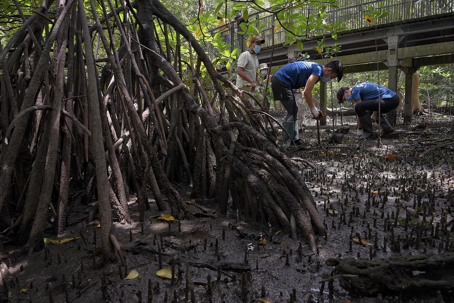 Mangroves should be protected as they play an important role in mitigating the effects of climate change, among other reasons, said Dr Zeng Yiwen from the Centre for Nature-based Climate Solutions at NUS. ST PHOTO: MARK CHEONG