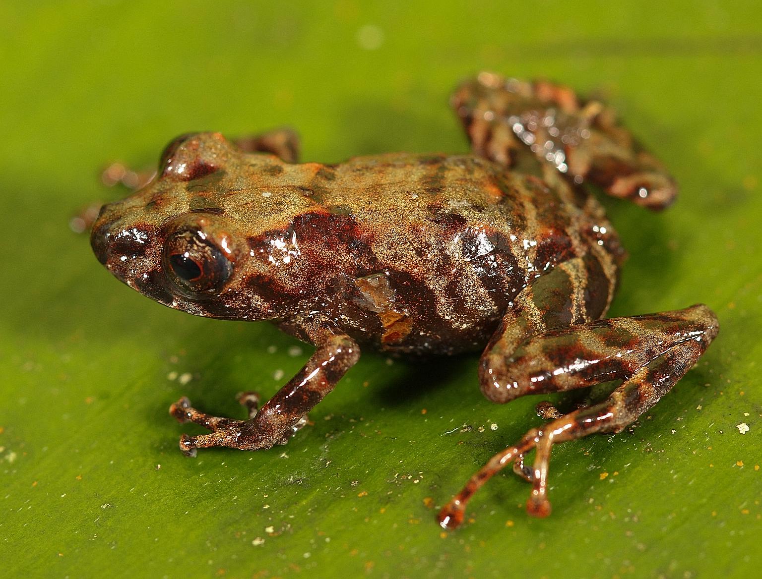 The jumper belongs to the Pristimantis sira family that inhabits the mountain forests 1,550m to 2,200m above sea level.