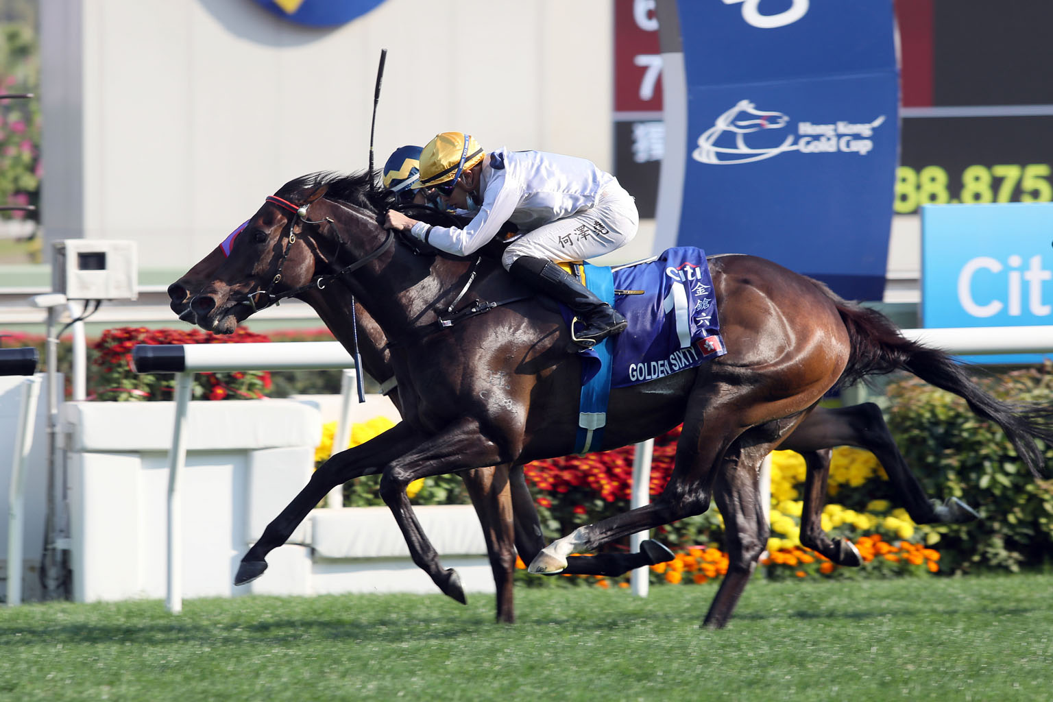 Golden Sixty has won 16 of 17 starts. With the class he has, he can get his fourth consecutive Group 1 victory.