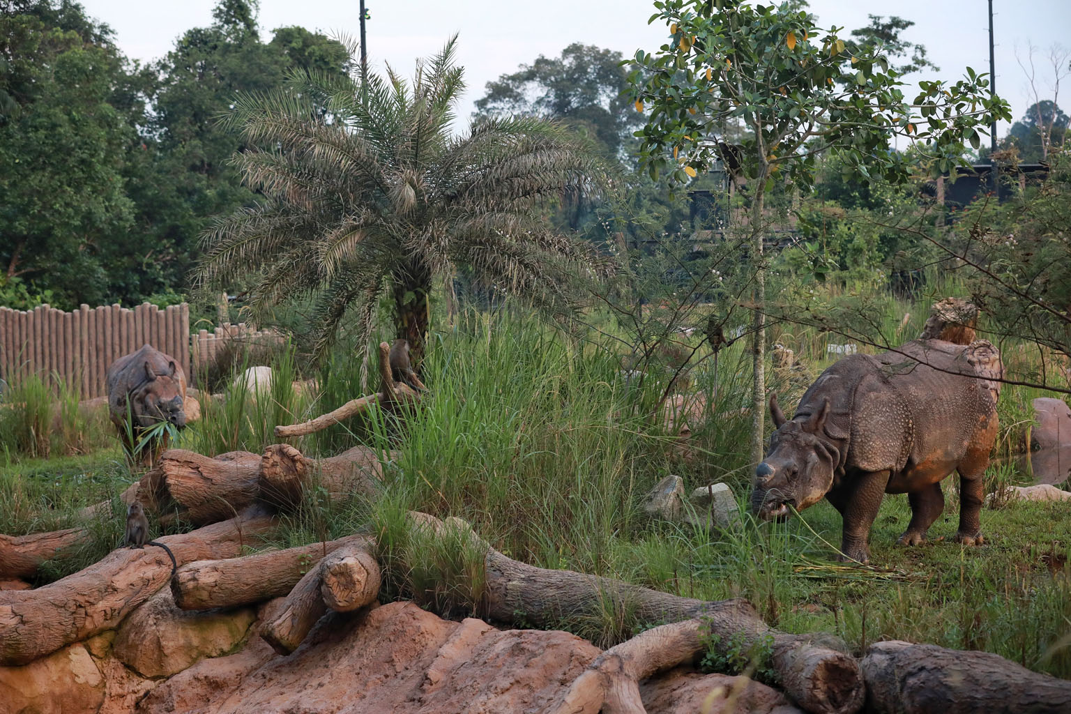 Debuts do not come any bigger than the one tonight when two young Indian rhinos strut their stuff at Wildlife Reserves Singapore's (WRS) Night Safari. Thulie (far left), aged seven and weighing in at 1.9 tonnes, and four-year-old Newari, a relatively