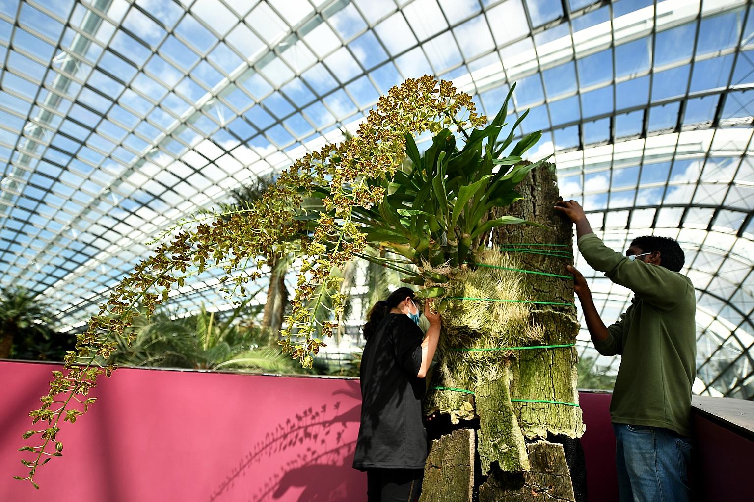 An orchid on display at Gardens by the Bay has snagged a highly coveted award. The Grammatophyllum multiflorum var. tigrinum "Gardens by the Bay" orchid will become the first of its species to be awarded a first class certificate by the Orchid Societ
