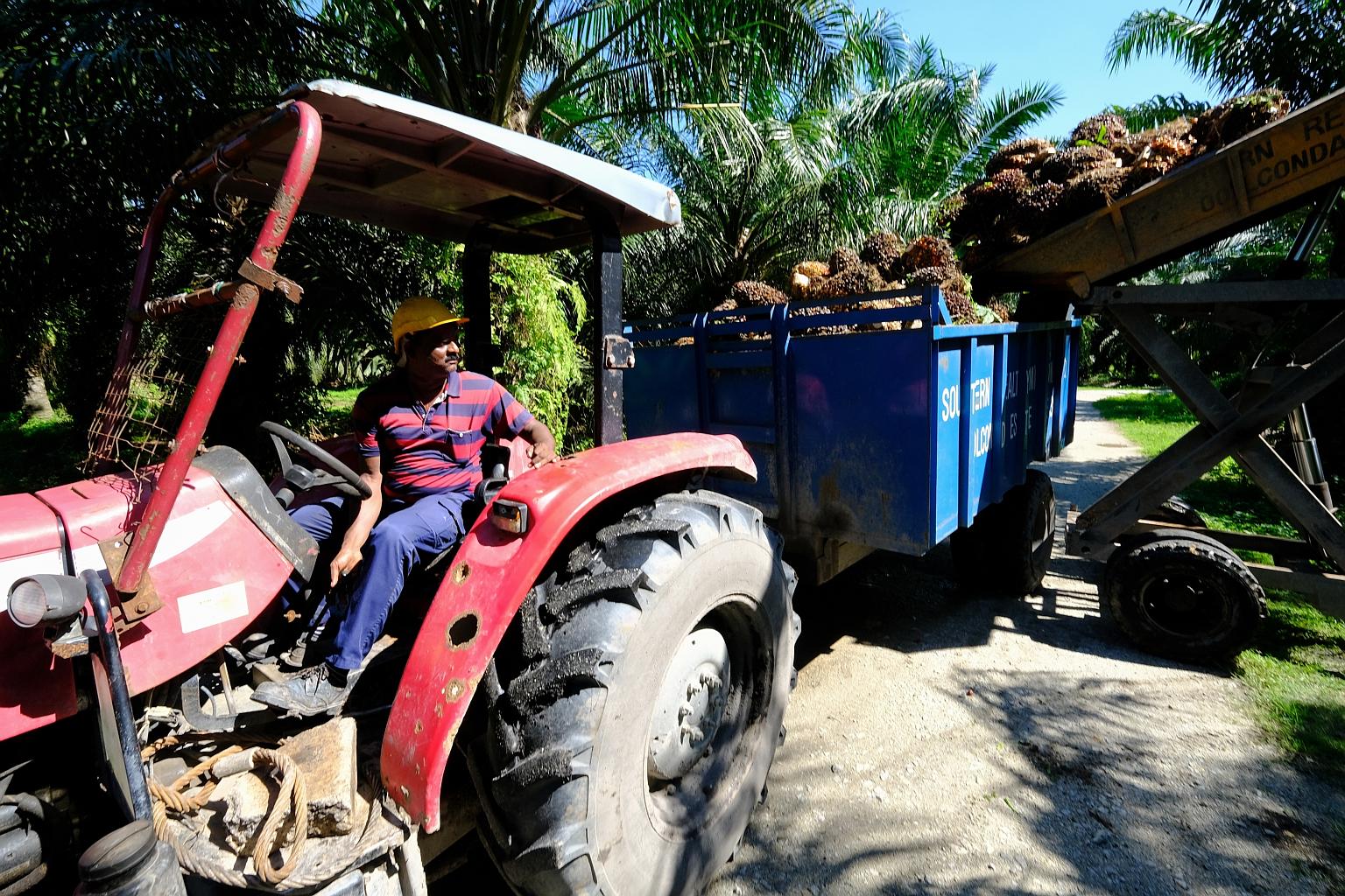 Harvested oil palm fruits being loaded onto a trailer at a plantation in Kapar, Selangor, last week. Malaysia's chief statistician said all economic sectors in the country registered an improvement in the first quarter of this year. But manufacturing