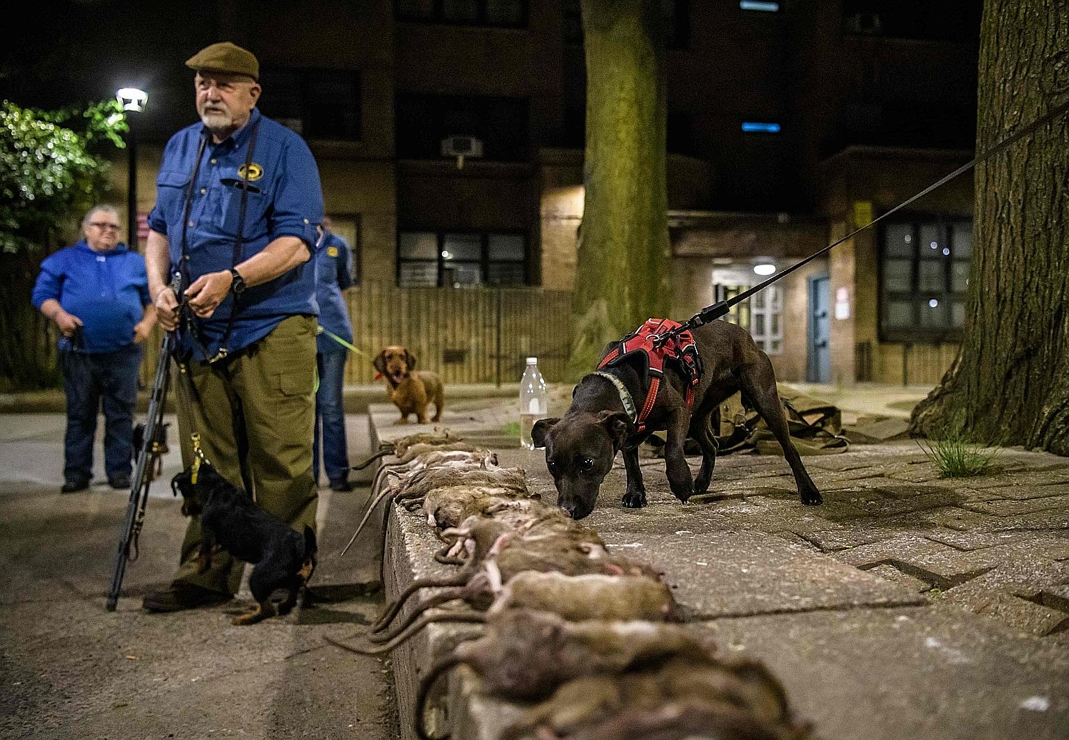 Members of the Ryders Alley Trencher-fed Society, or R.A.T.S. for short, hunting rats with their dogs in a New York neighbourhood in Lower Manhattan on May 14. They have been chasing vermin for about 30 years and have maintained their nocturnal hunts