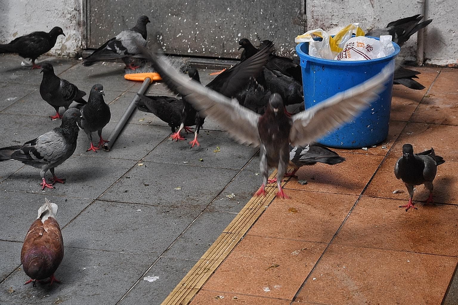 Birds feeding from a pail of trash below a block of flats in Toa Payoh Central earlier this month. Cleaners doing manual waste collection from blocks in Bidadari earlier this month after the pneumatic system choked up due to improper waste disposal.