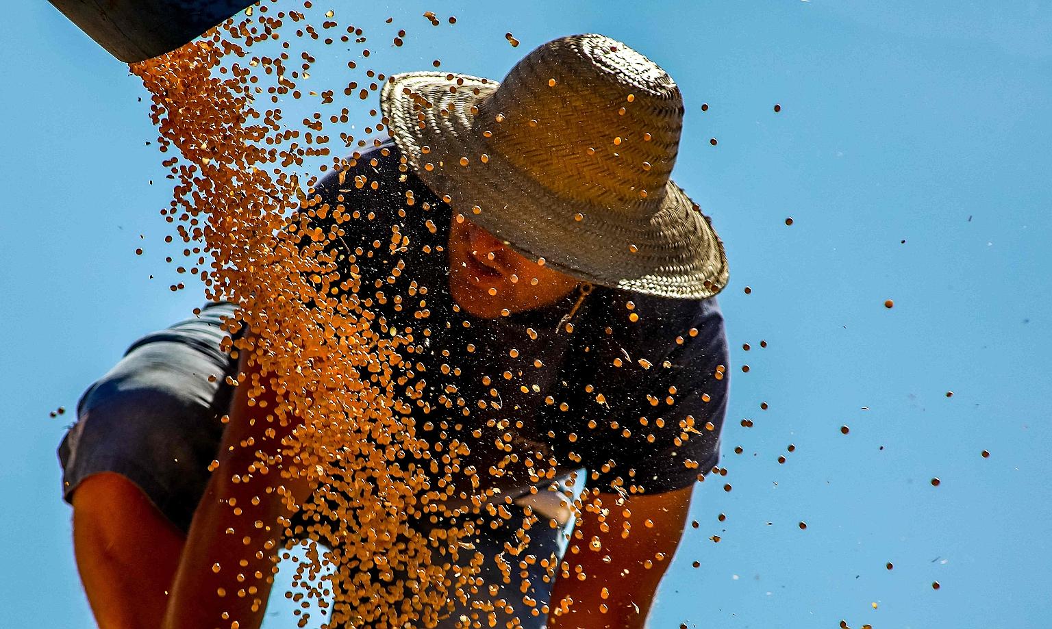 A worker working on soya beans in Rio Grande do Sul, Brazil, in April. A severe drought in the country - a big exporter of corn and soya beans - and rising demand for soya bean oil for biodiesel have pushed prices higher.