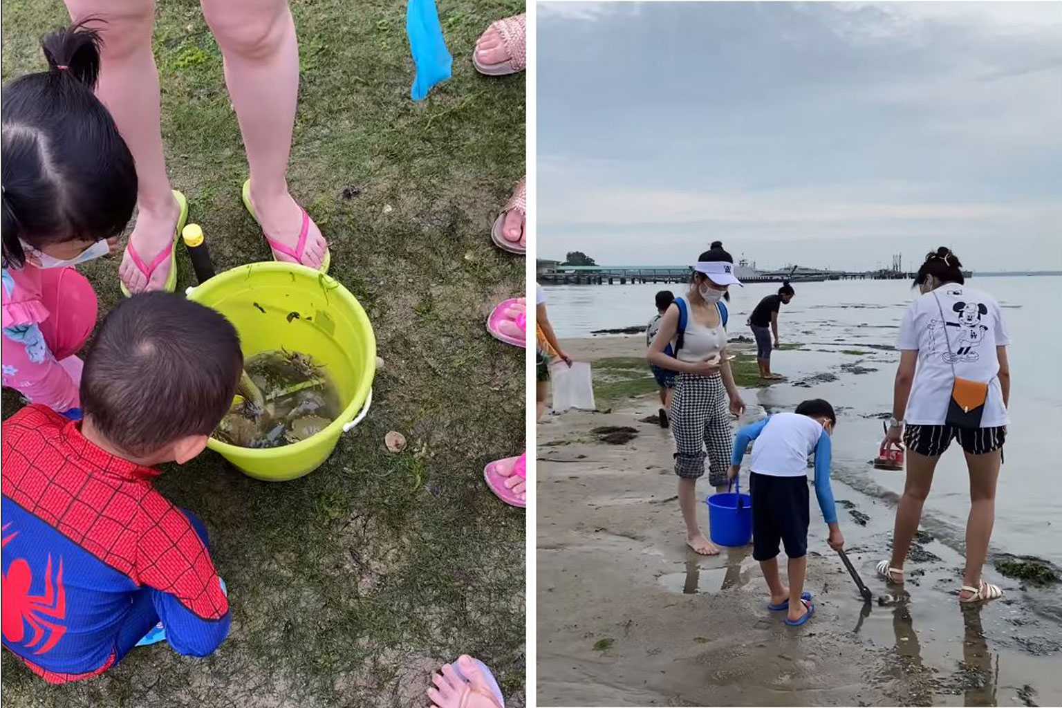 Posts circulating on social media showed families in the intertidal areas of Changi Beach last weekend poking and digging up marine creatures.