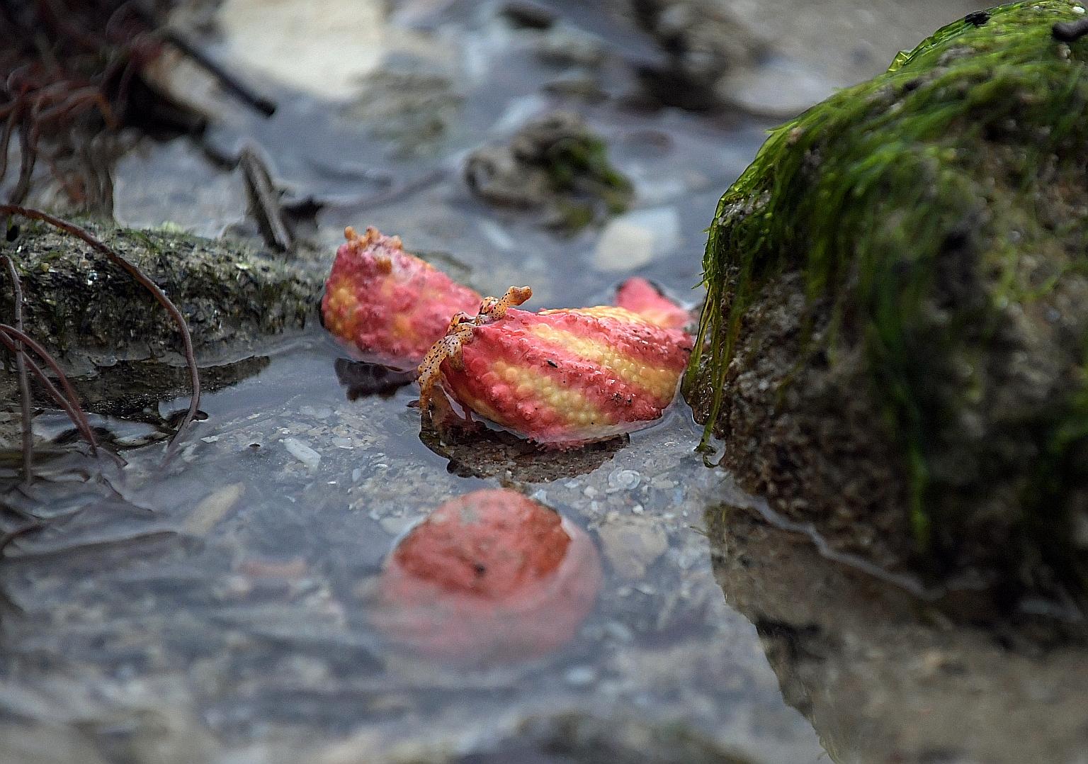 A sea cucumber at Changi Beach. The writer welcomes volunteer patrols, signs, and community guidelines on the use of beaches, but hopes the public will not be shut out of nature areas.