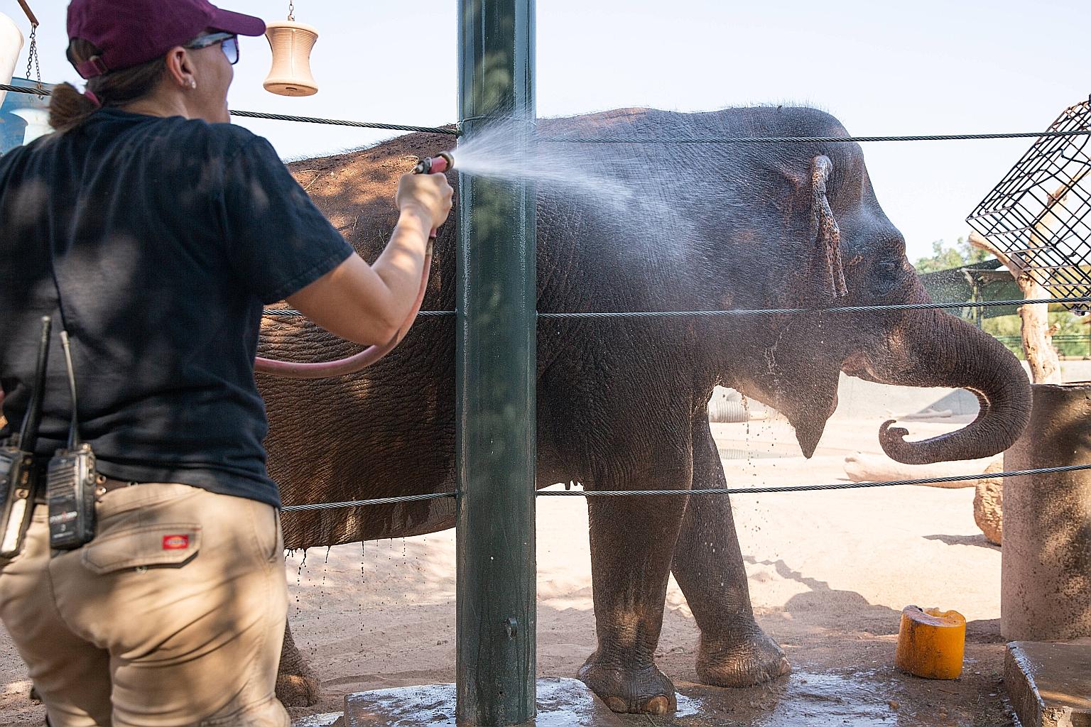 Senior elephant keeper Corey Barr giving 55-year-old Asian elephant Indu a bath and an ice shower at the Phoenix Zoo on Thursday. PHOTO: AGENCE FRANCE-PRESSE