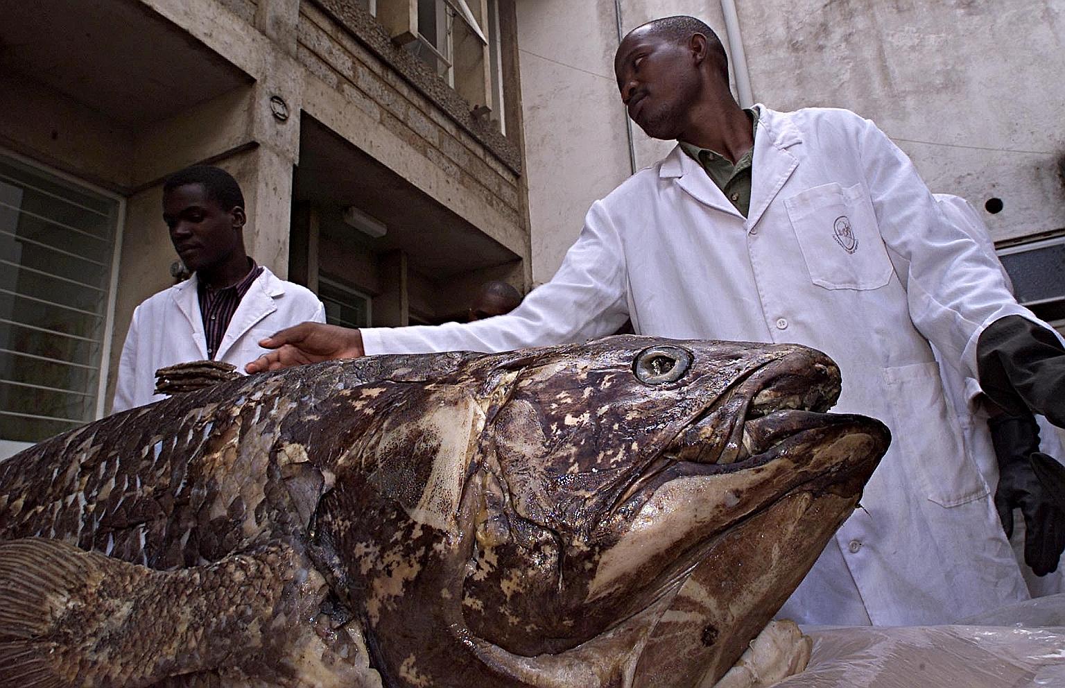 Staff at the National Museum of Kenya's department of fish studies with a coelacanth caught by the country's fishermen in the coastal town of Malindi in April 2001.