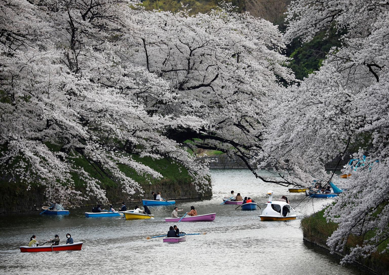 Enjoy cherry blossom season in Tokyo virtually. Eggs benedict (above) and idli (left).