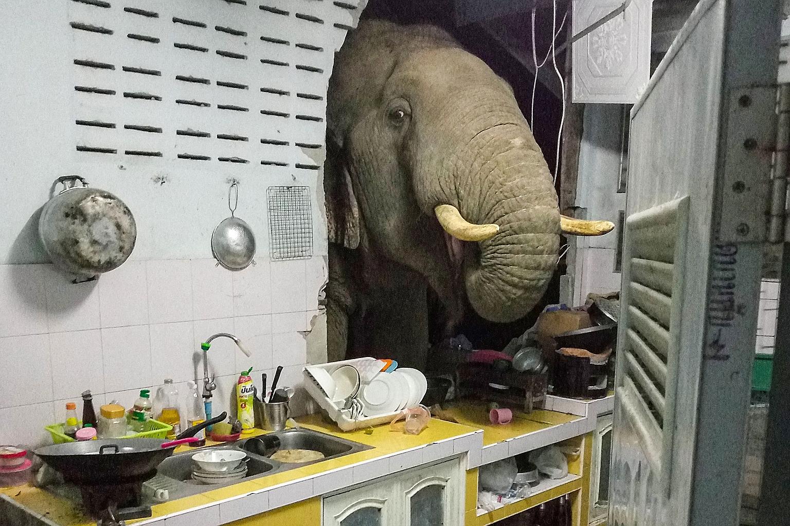 An elephant poking its head into the kitchen as it rummaged for food in Mr Kittichai Boodchan's home in Hua Hin, near a national park in western Thailand, on Sunday in this screenshot from a video posted on Facebook. The elephant had destroyed the ki